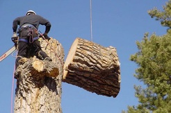 Ann Arbor Tree Removal - Ypsilanti, MI, USA