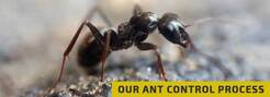 Ant Control Brisbane - Brisbane, QLD, Australia