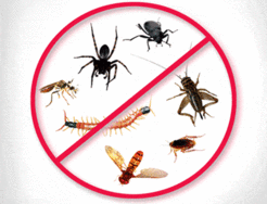 Back2No Pest Control Sydney - Sydney, VIC, Australia