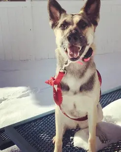 Be the Boss Dog Training - Eagle Mountain, UT, USA