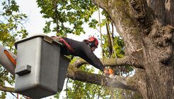 Boogie Down Tree Service - Bronx, NY, USA