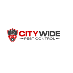 City Wide Wasp Removal Brisbane - Bribane, QLD, Australia