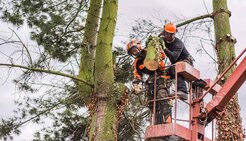 Coventry Stump Grinding - Conventry, West Midlands, United Kingdom