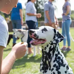 Dog Training Deland, FL - DeLand, FL, USA