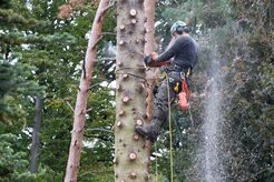 Encinitas Tree Service - Encinitas, CA, USA