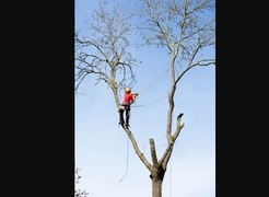 Gainesville Tree Experts - Gainesville, GA, USA