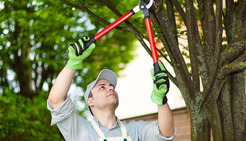 Leicester Tree Pruning - Leicester, Leicestershire, United Kingdom