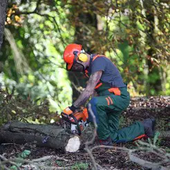 Leicester Tree Services - Leicester, Leicestershire, United Kingdom