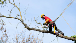 Oslo TreService - Trefelling Og Trepleie Ekspert - Dunstable, Bedfordshire, United Kingdom