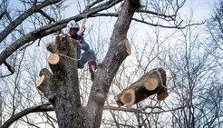 Rotherham Tree Removal - Rotherham, South Yorkshire, United Kingdom