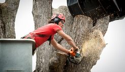 String Town Tree Service - Florence, KY, USA