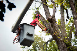 Top Notch Tree Services - Kealakekua, HI, USA