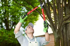 Top Tree Service Seattle - Seattle, WA, USA