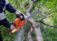 Atoka Tree Service - Atoka, TN, USA