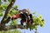 Flash Tree Surgeons Barnet - Barnet, London N, United Kingdom