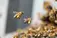 Frontline Bee Removal Canberra - Canberra, ACT, Australia