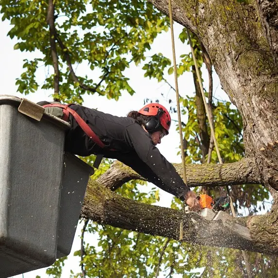 Horse Capital Tree Service - Lexington, KY, USA