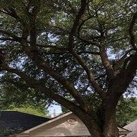 Palma Tree Service - Fallbrook, CA, USA