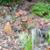 Purely Ponds Fine Landscapes - Colorado Springs, CO, USA