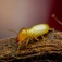 The Deuce Termite Removal Experts - Ann Arbor, MI, USA