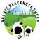 Valais Blacknose Sheep Cheshire - Stockport, Cheshire, United Kingdom